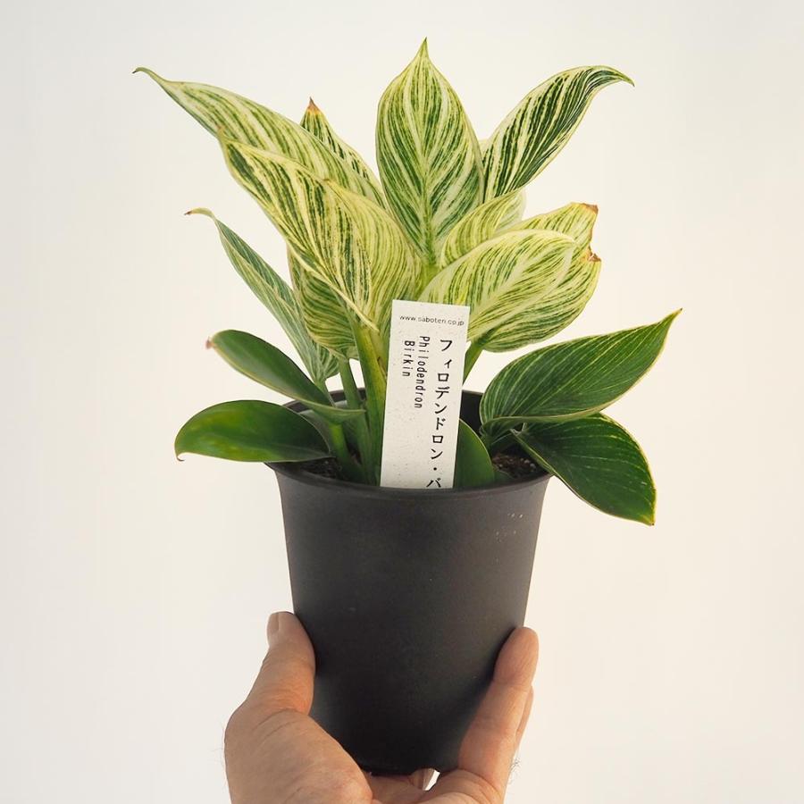 フィロデンドロン バーキン 【観葉植物 4号／1個売り】