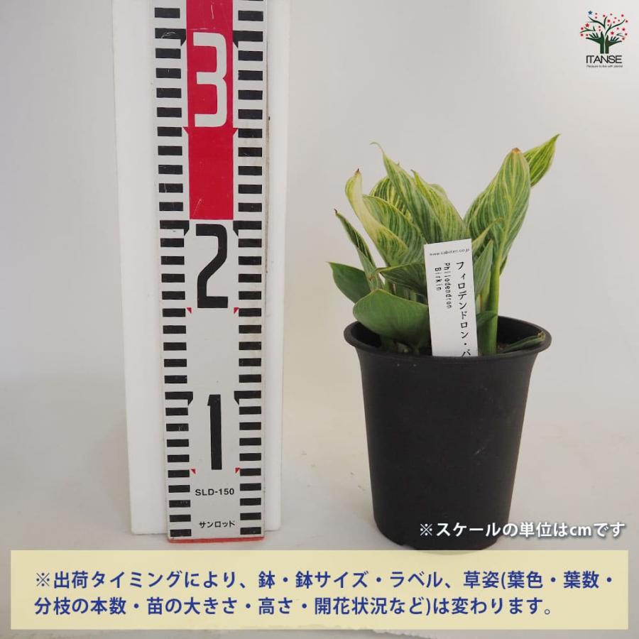 フィロデンドロン バーキン 【観葉植物 4号／1個売り】 : shopooo by