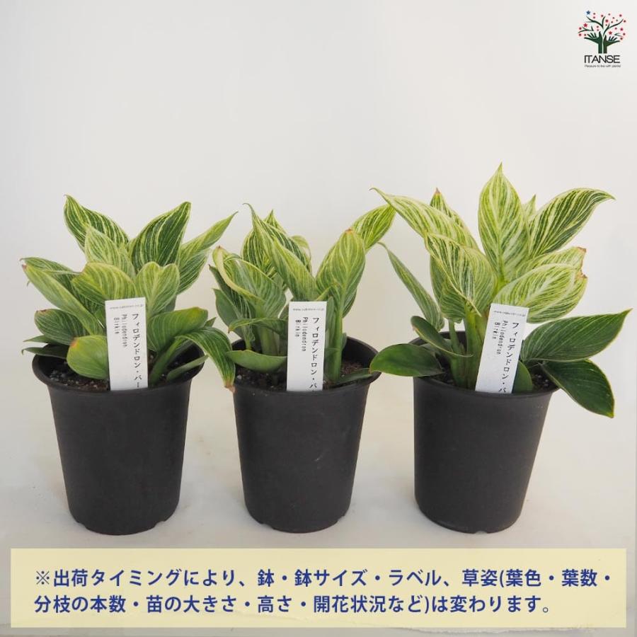 フィロデンドロン バーキン 【観葉植物 4号／1個売り】 : shopooo by