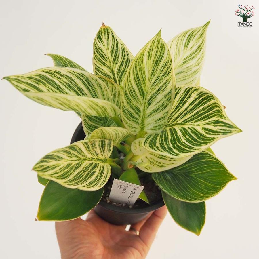 フィロデンドロン バーキン 【観葉植物 4号／1個売り】 : shopooo by