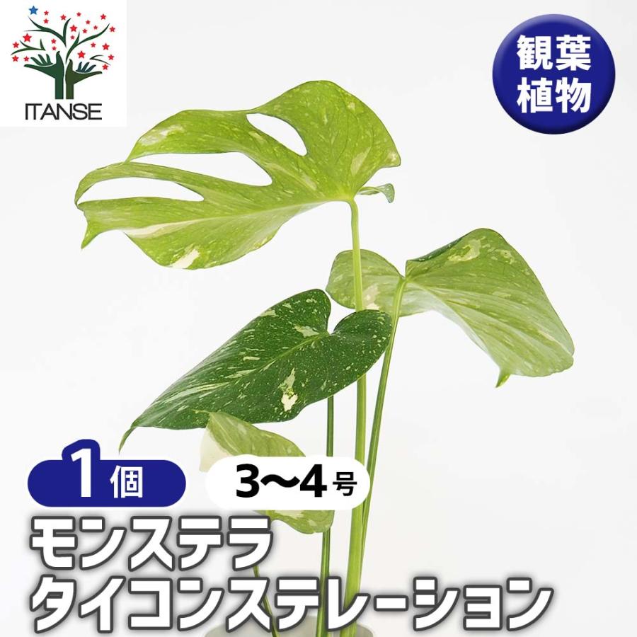 モンステラ タイコンステレーション 【観葉植物 3〜4号／1個売り