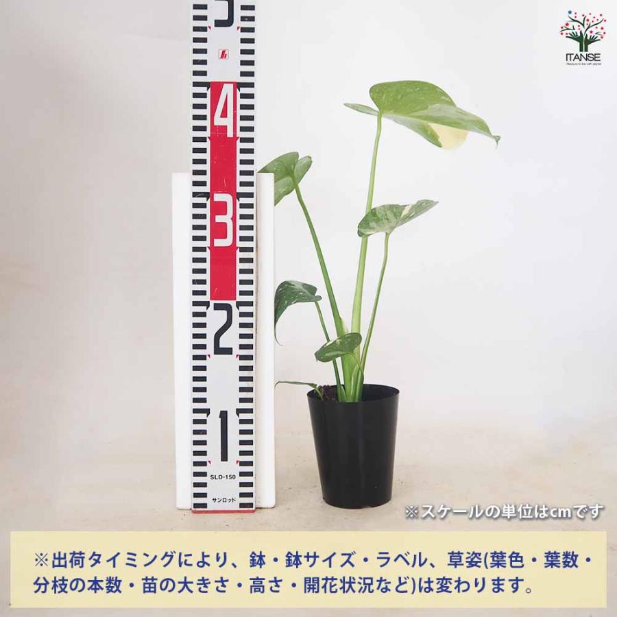 y*☆様 MS418 3株セット 経験者向け 抜き苗 モンステラ タイコンステレ y*☆様 MS418 3株セット 経験者向け 抜き苗 モンステラ タイコンステレ