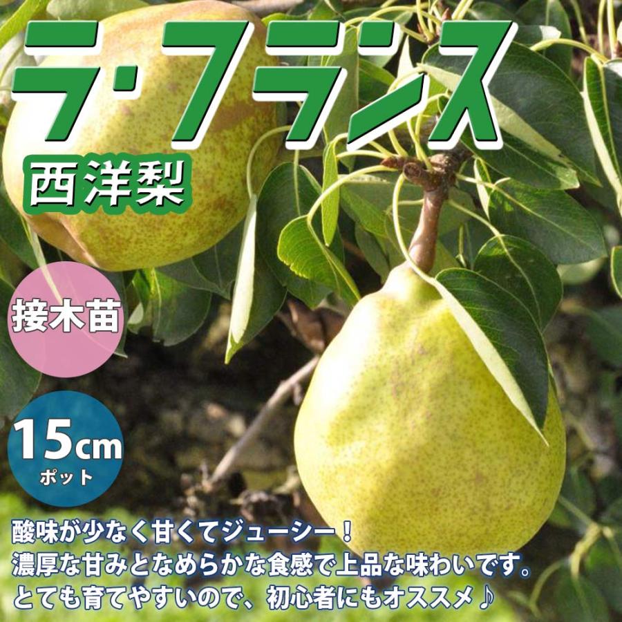 洋梨の苗木 ラ・フランス【果樹苗 2年生 接木苗15cmポット／1個