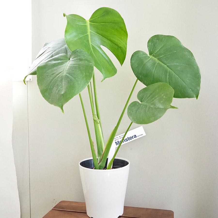 モンステラ デリシオーサ(ホウライショウ) 【観葉植物 5号／1個売り