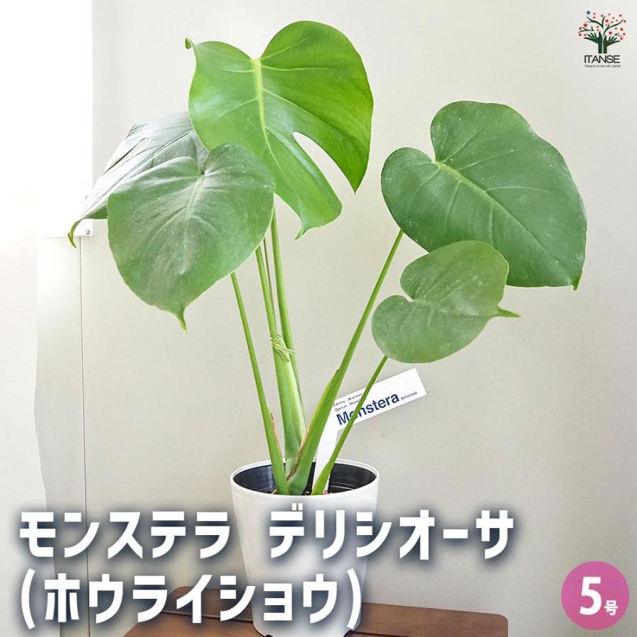 モンステラ デリシオーサ(ホウライショウ) 【観葉植物 5号／1個売り