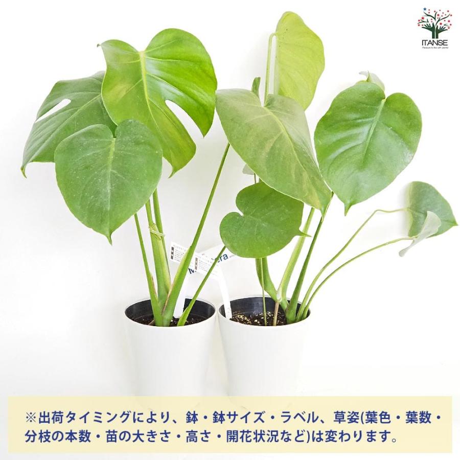 モンステラ デリシオーサ(ホウライショウ) 【観葉植物 5号／1個売り