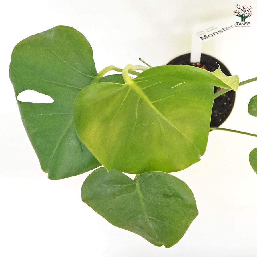 モンステラ デリシオーサ(ホウライショウ) 【観葉植物 5号／1個売り