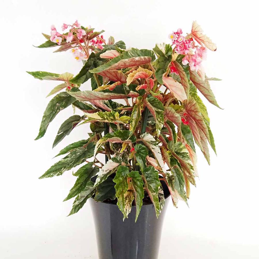 木立ベゴニア ジニー銀河 【観葉植物 6号／1個売り】 : shopooo by GMO