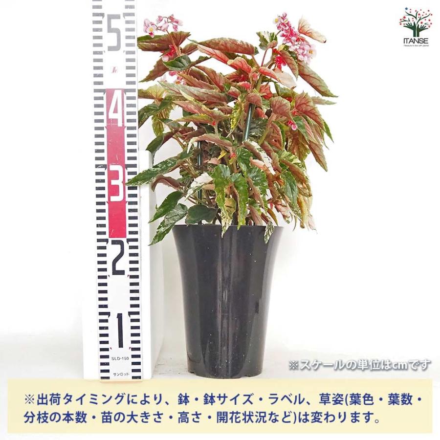 木立ベゴニア ジニー銀河 【観葉植物 6号／1個売り】 : shopooo by GMO