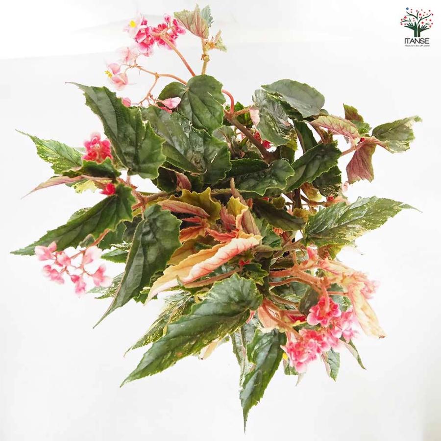 木立ベゴニア ジニー銀河 【観葉植物 6号／1個売り】 : shopooo by GMO