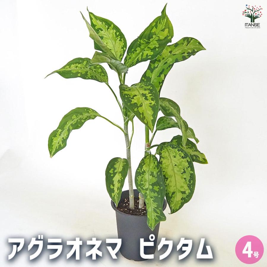 アグラオネマ ピクタム 【観葉植物 4号／1個売り】 : shopooo by GMO