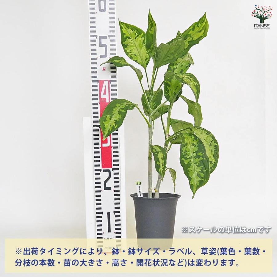 アグラオネマ ピクタム 【観葉植物 4号／1個売り】 : shopooo by GMO