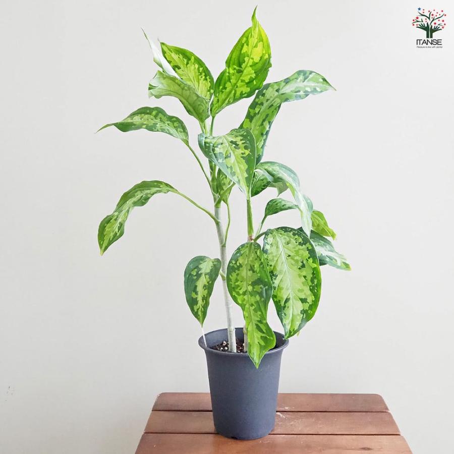 アグラオネマ ピクタム 【観葉植物 4号／1個売り】 : shopooo by GMO