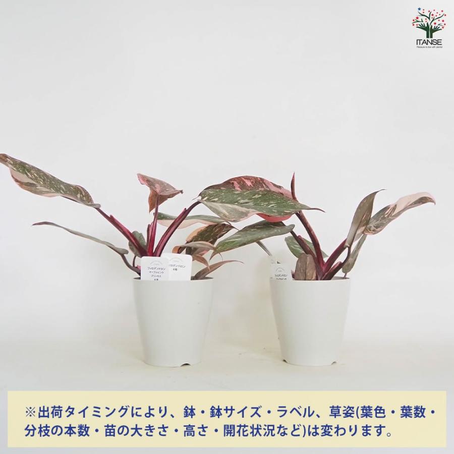 （水）夜〜 フィロデンドロン マーブル系としか 観葉植物 楽天市場】観葉植物 フィロデンドロン マーブルピンク 4号鉢 送料無料