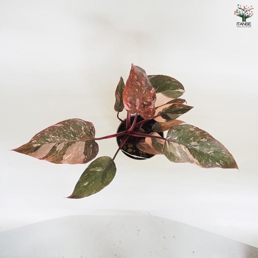 （水）夜〜 フィロデンドロン マーブル系としか 観葉植物 フィロデンドロン マーブルピンクプリンセス 【観葉植物 4号／1個売り