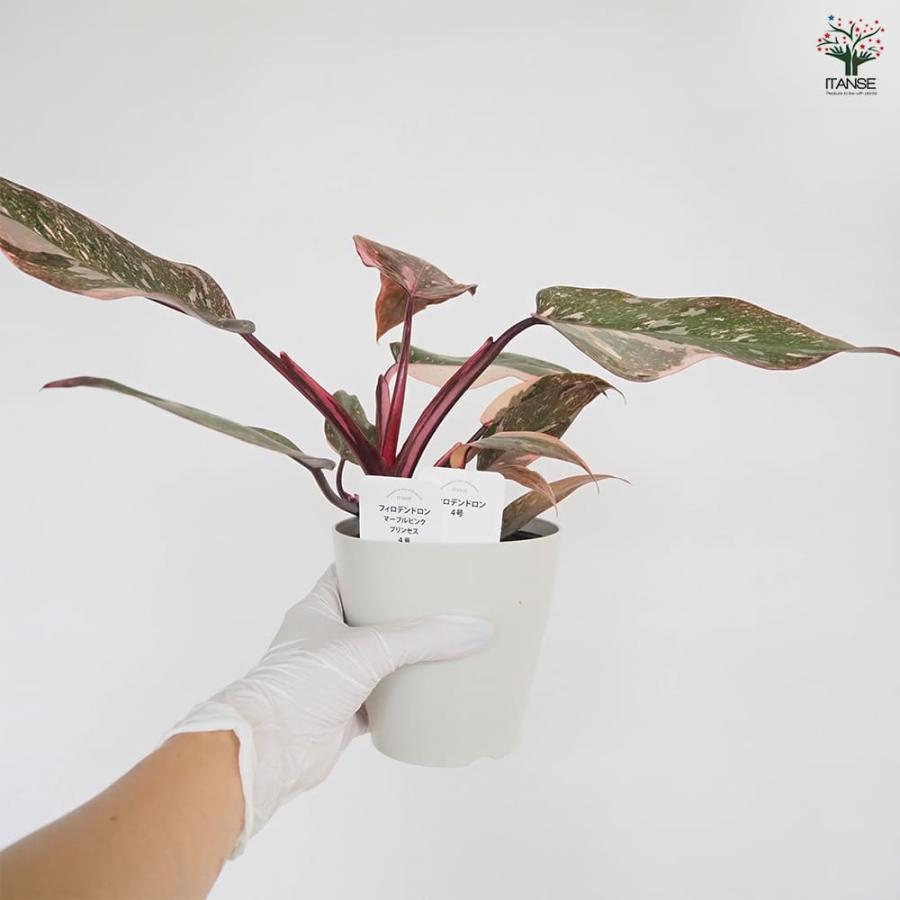 フィロデンドロン マーブルピンクプリンセス 【観葉植物 4号／1個売り