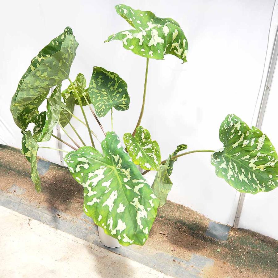 アロカシア　7種セット アロカシア ハートバルーン 鉢セット - GARDENS ONLINESHOP