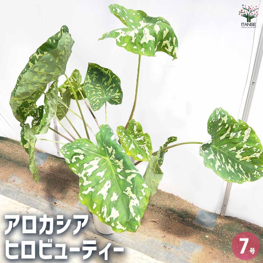 その他観葉植物 HIRO アロカシア ヒロビューティー(カラジウム) 【観葉植物 7号／1個売り
