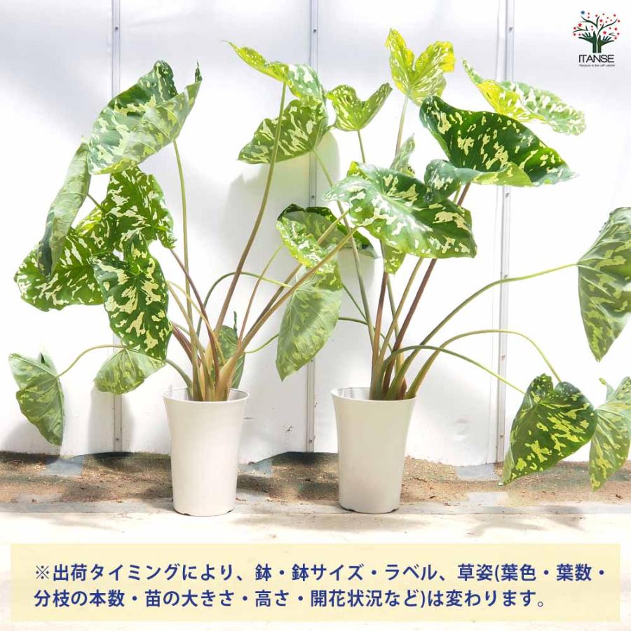 アロカシア　7種セット アロカシア ヒロビューティー(カラジウム) 【観葉植物 7号／1個売り