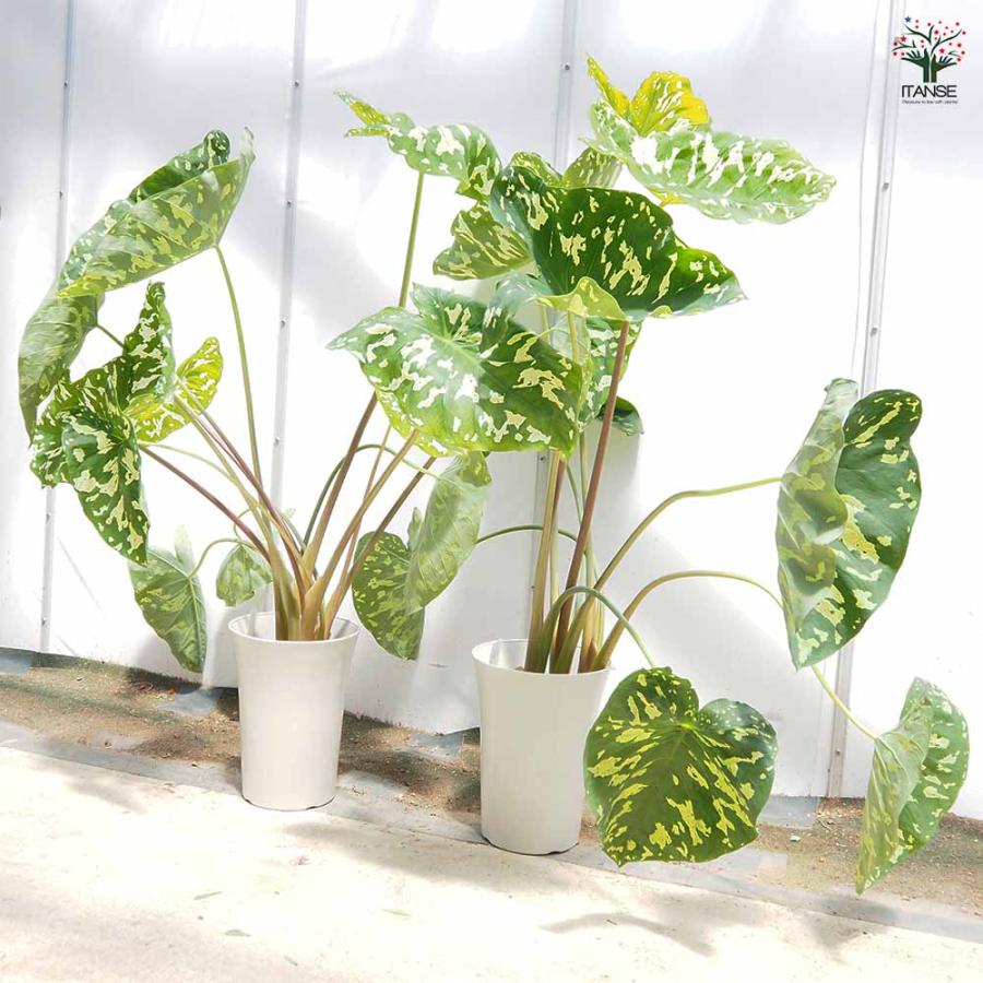 その他観葉植物 HIRO アロカシア ヒロビューティー(カラジウム) 【観葉植物 7号／1個売り