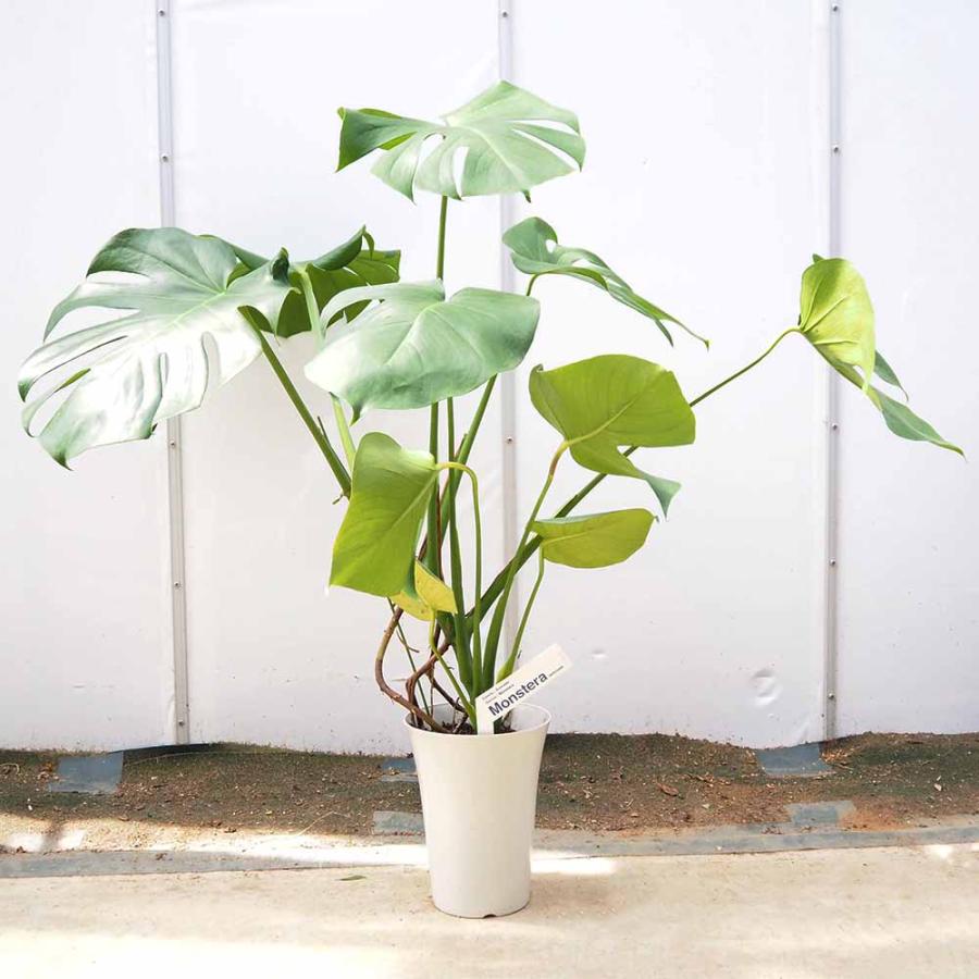 モンステラ デリシオーサ(ホウライショウ) 【観葉植物 6号／1個売り
