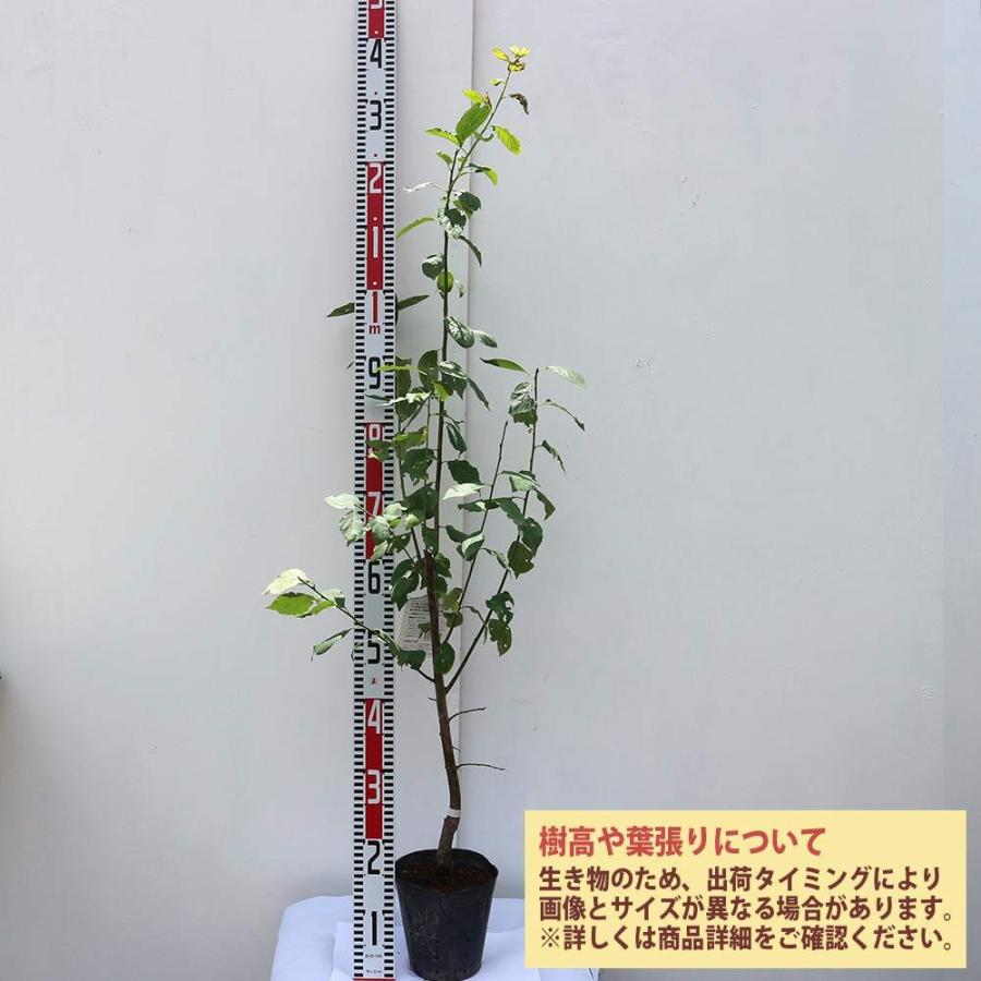 送料無料 サンプルーンの苗木 果樹苗 2年生 接木苗15cmポット 1個 プルーン苗 プルーンの苗 プルーンの苗木 サンプルーンの苗 プラムの苗 プラム 苗 西洋す 1 Itanse 1275 Shopooo By Gmo 通販 Yahoo ショッピング