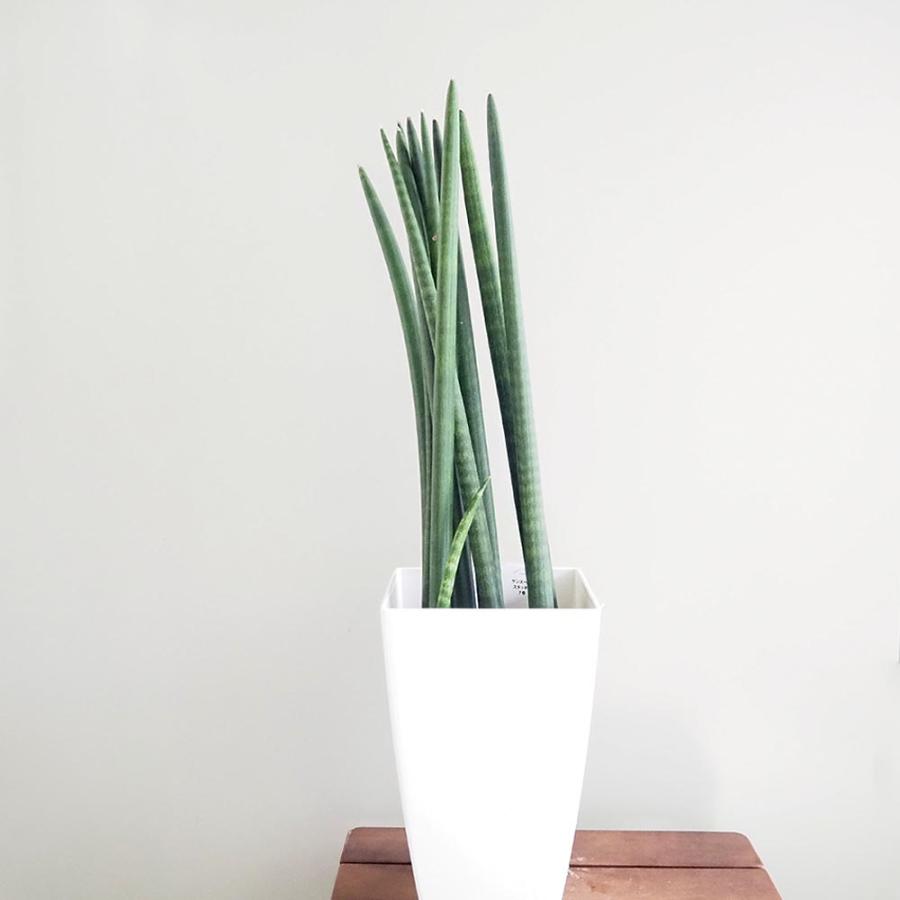 サンスベリア スタッキー 【観葉植物 7号／1個売り】 : shopooo by GMO