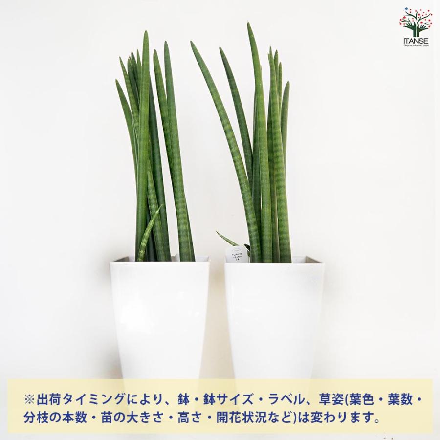 サンスベリア スタッキー 【観葉植物 7号／1個売り】 : shopooo by GMO