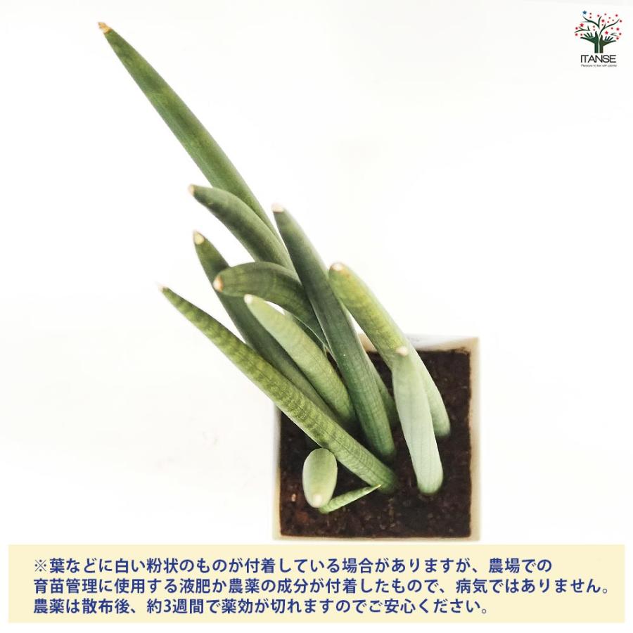 サンスベリア スタッキー 【観葉植物 7号／1個売り】 : shopooo by GMO