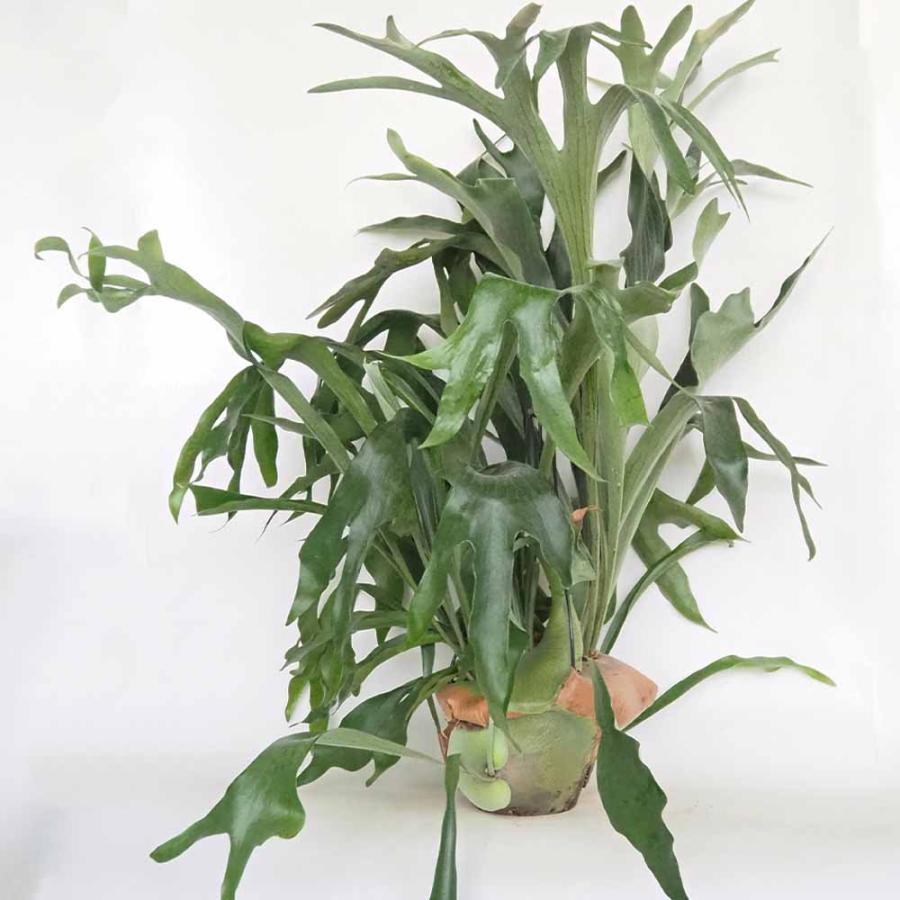 ビカクシダ(コウモリラン) ネザーランド 吊り 【観葉植物 7号／1個売り