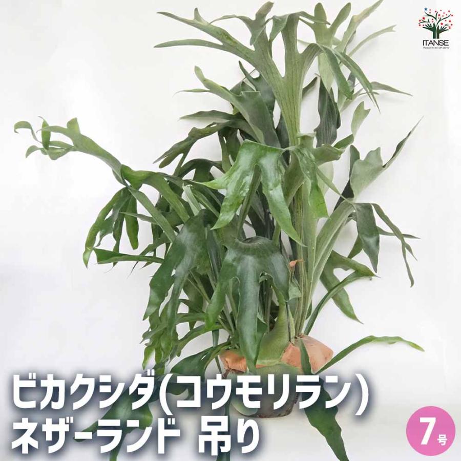 ビカクシダ(コウモリラン) ネザーランド 吊り 【観葉植物 7号／1個売り