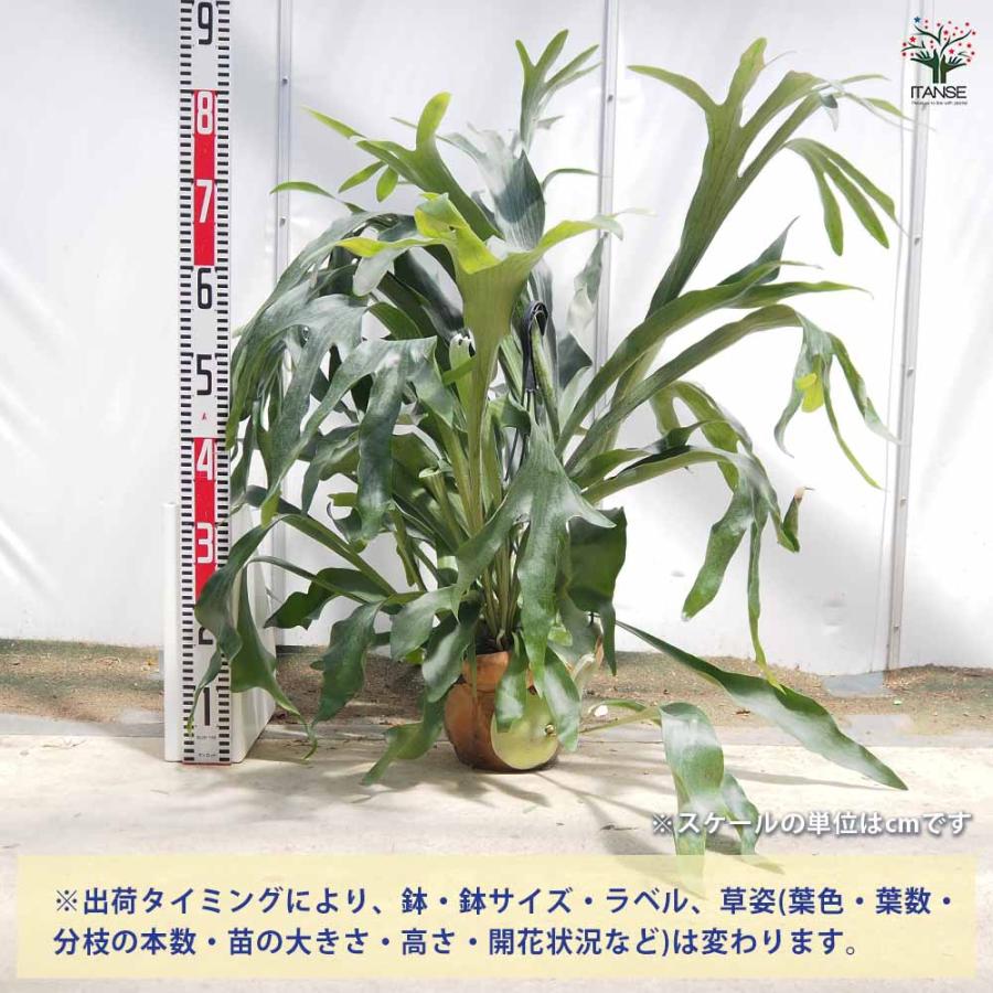 ビカクシダ(コウモリラン) ネザーランド 吊り 【観葉植物 7号／1個売り