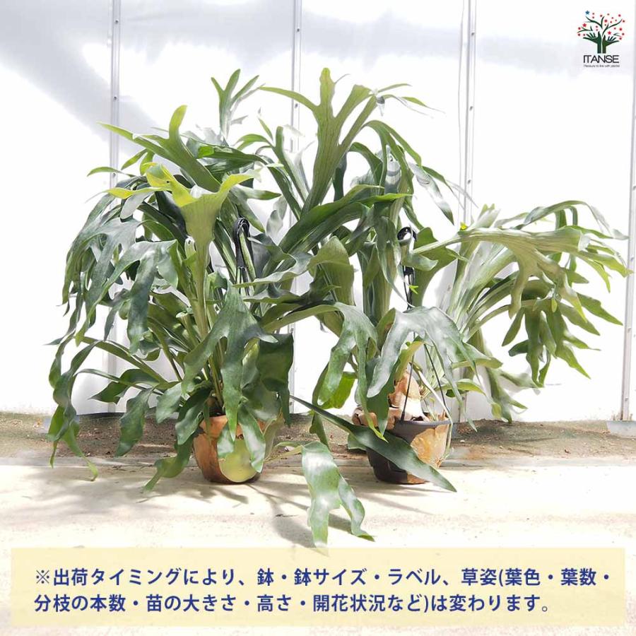 ビカクシダ(コウモリラン) ネザーランド 吊り 【観葉植物 7号／1個売り