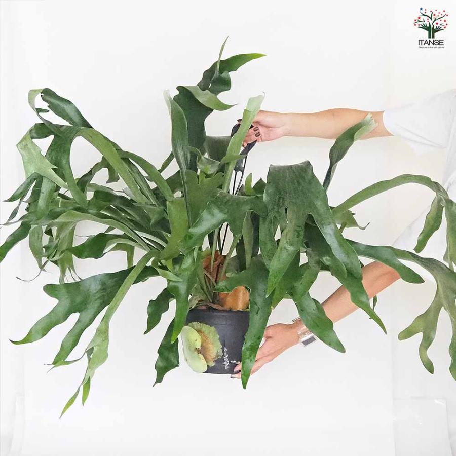 ビカクシダ(コウモリラン) ネザーランド 吊り 【観葉植物 7号／1個売り