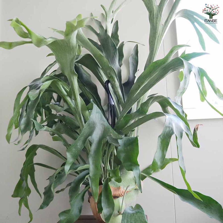 ビカクシダ(コウモリラン) ネザーランド 吊り 【観葉植物 7号／1個売り