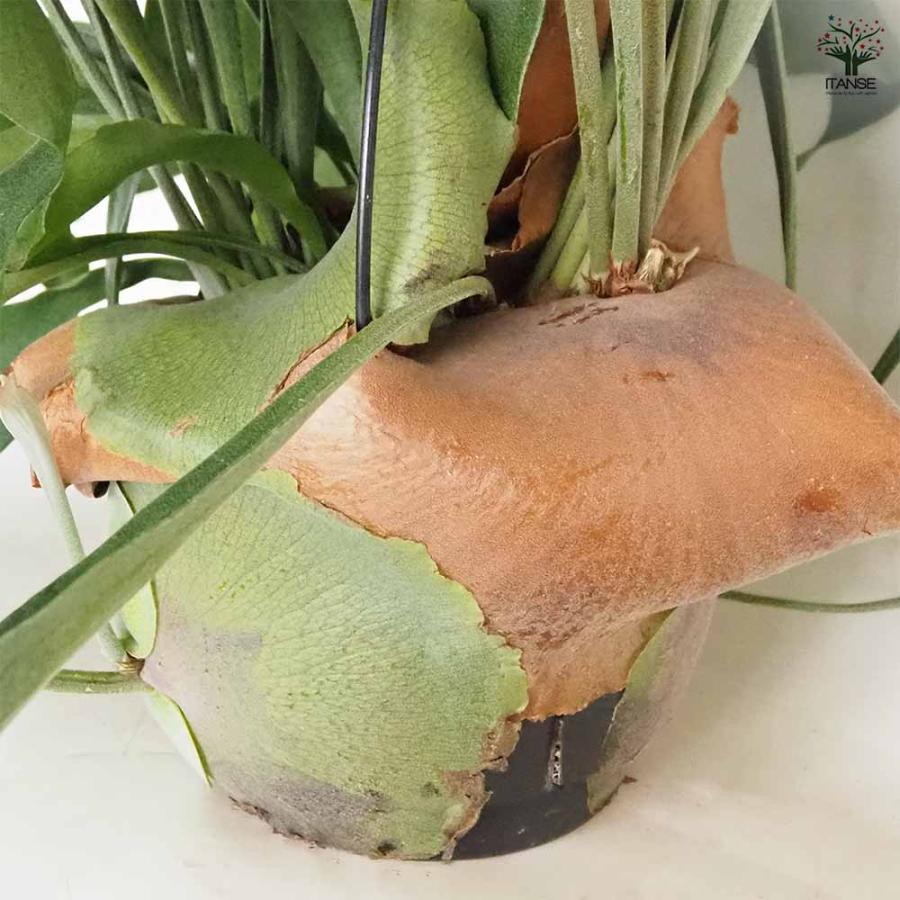 ビカクシダ(コウモリラン) ネザーランド 吊り 【観葉植物 7号／1個売り