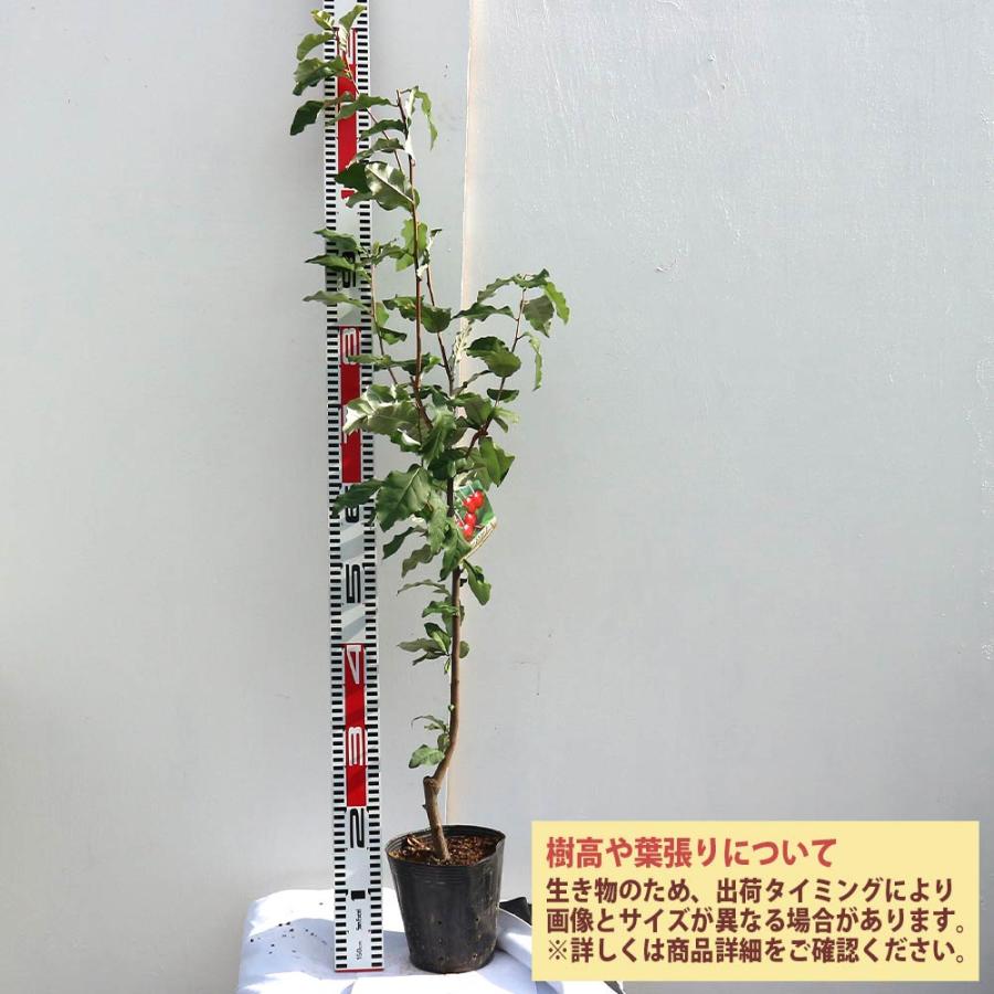 ビックリグミの苗木【果樹苗 2年生 接木苗15cmポット／1個】 : shopooo