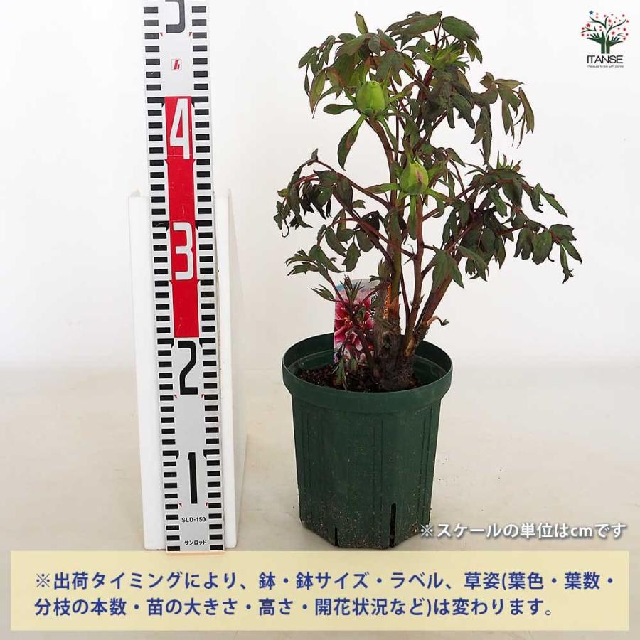 牡丹 藤染衣 【花苗 6号／1個売り】 : shopooo by GMO - 通販 - Yahoo