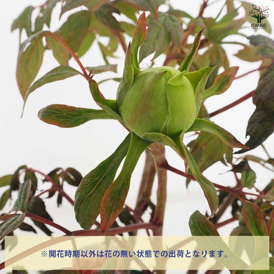 牡丹 藤染衣 【花苗 6号／1個売り】 : shopooo by GMO - 通販 - Yahoo