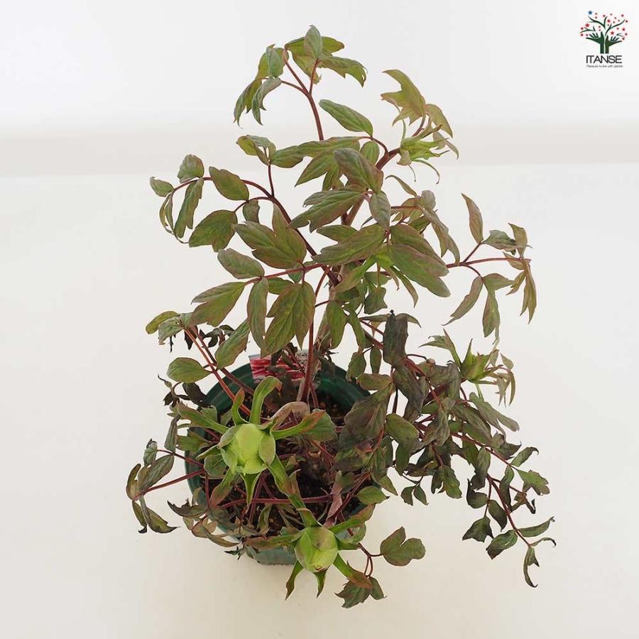 牡丹 藤染衣 【花苗 6号／1個売り】 : shopooo by GMO - 通販 - Yahoo