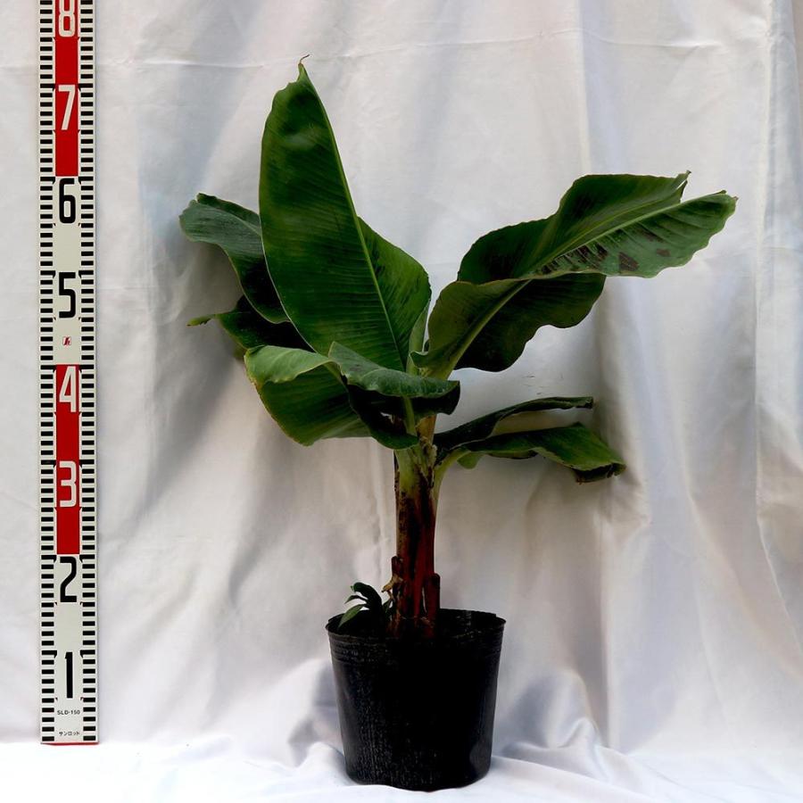 送料無料 ドワーフ モンキーバナナ 果樹苗 18cmポット 1個 バナナ苗 ばなな苗 人気 矮性バナナ 南国フルーツ 苗木 甘い 品種 熱帯果樹苗 多 収穫 小型 フ 1 Itanse 1279 Shopooo By Gmo 通販 Yahoo ショッピング