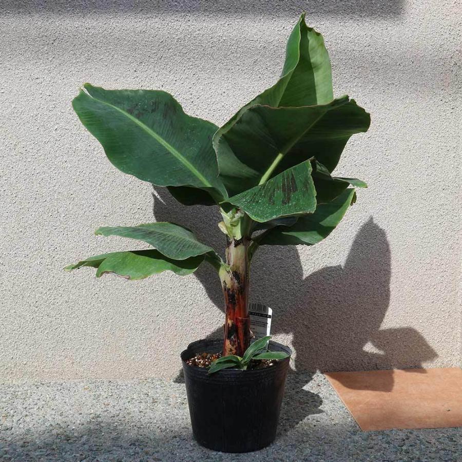 送料無料 ドワーフ モンキーバナナ 果樹苗 18cmポット 1個 バナナ苗 ばなな苗 人気 矮性バナナ 南国フルーツ 苗木 甘い 品種 熱帯果樹苗 多 収穫 小型 フ 1 Itanse 1279 Shopooo By Gmo 通販 Yahoo ショッピング