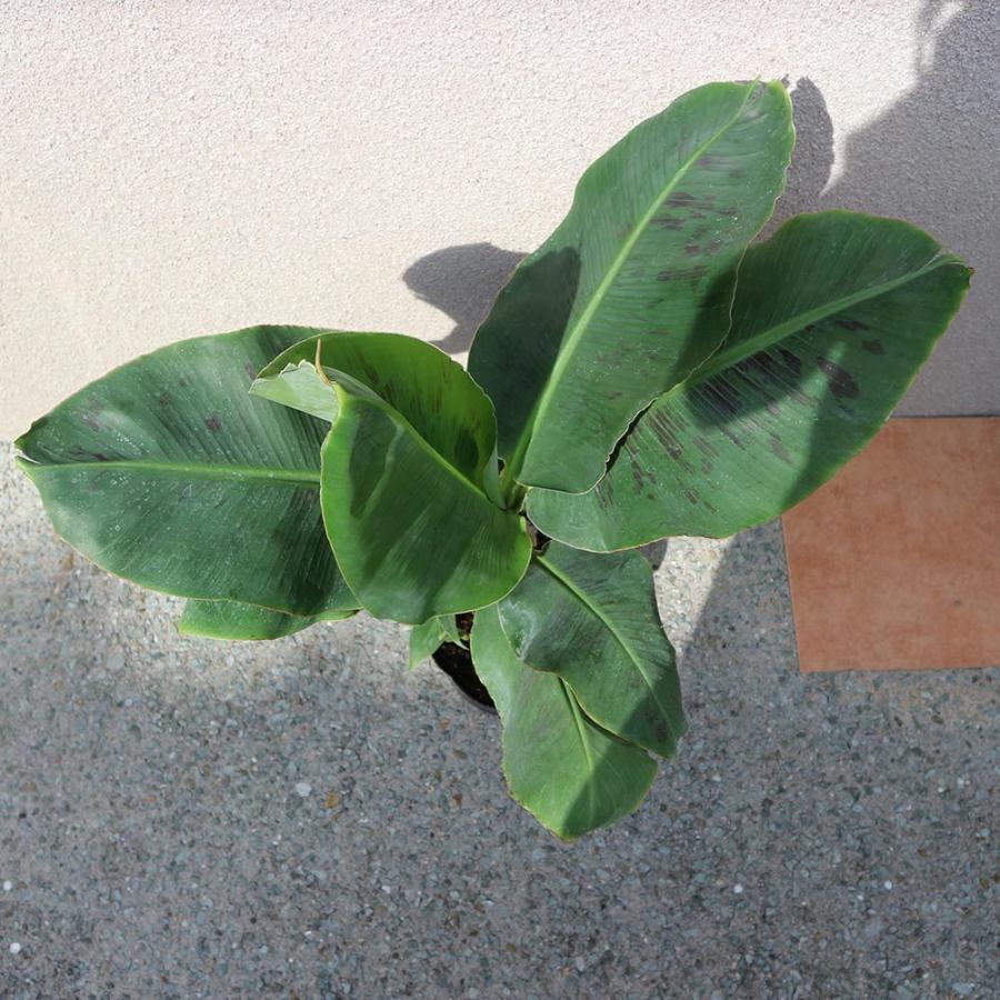 送料無料 ドワーフ モンキーバナナ 果樹苗 18cmポット 1個 バナナ苗 ばなな苗 人気 矮性バナナ 南国フルーツ 苗木 甘い 品種 熱帯果樹苗 多 収穫 小型 フ 1 Itanse 1279 Shopooo By Gmo 通販 Yahoo ショッピング