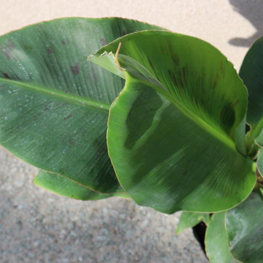 ドワーフ モンキーバナナ フルーツ 果実植物 果物 苗 64 以上節約 苗