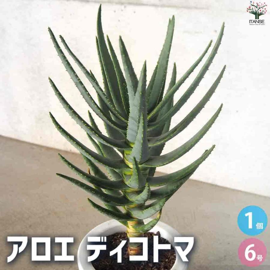 アロエ ディコトマ 【多肉植物 6号／1個売り】 : shopooo by GMO