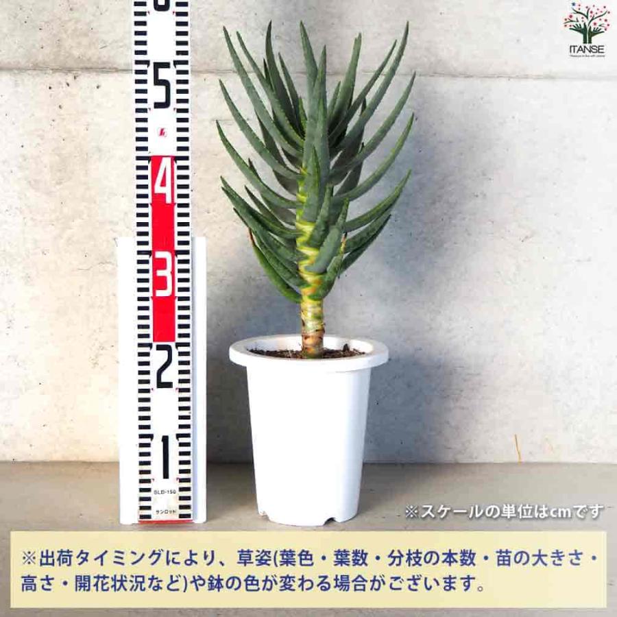 アロエ ディコトマ 【多肉植物 6号／1個売り】 : shopooo by GMO