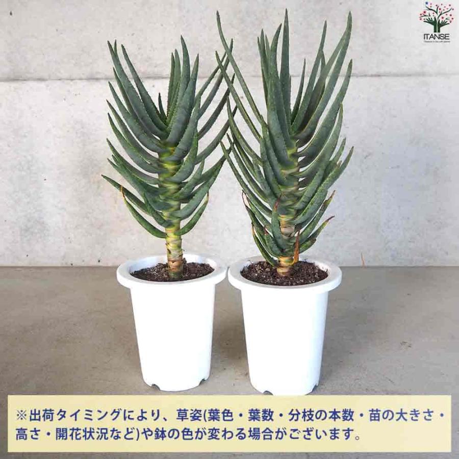 アロエ ディコトマ 【多肉植物 6号／1個売り】 : shopooo by GMO