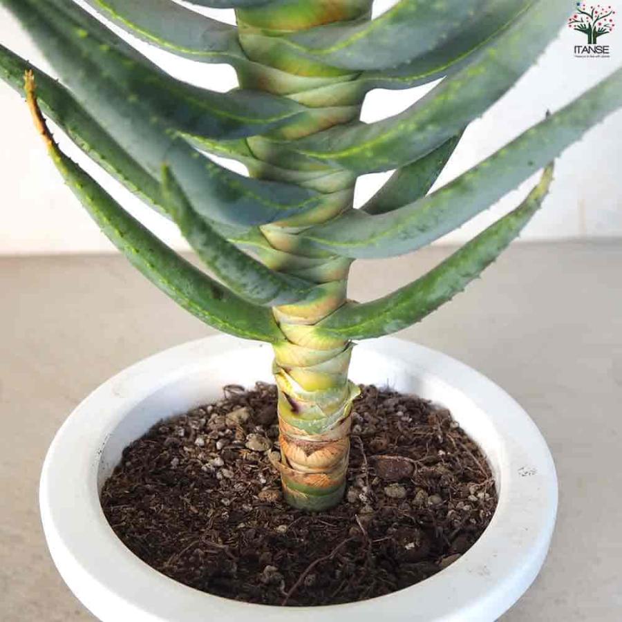 アロエ ディコトマ 【多肉植物 6号／1個売り】 : shopooo by GMO