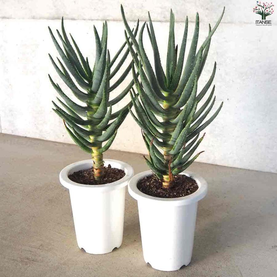 アロエ ディコトマ 【多肉植物 6号／1個売り】 : shopooo by GMO
