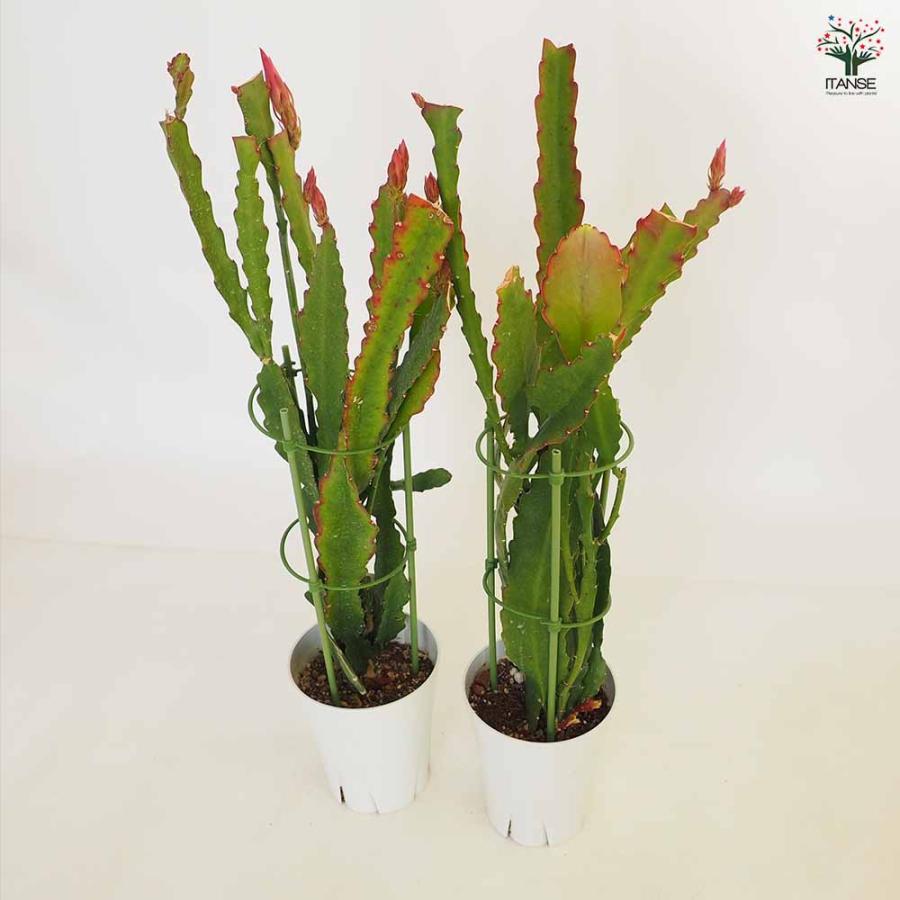 孔雀サボテン 赤 【多肉植物 5号／1個売り】 : shopooo by GMO - 通販